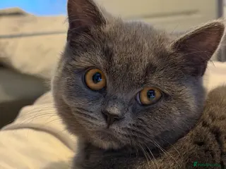 British Shorthair cats British shorthair - Advert 4