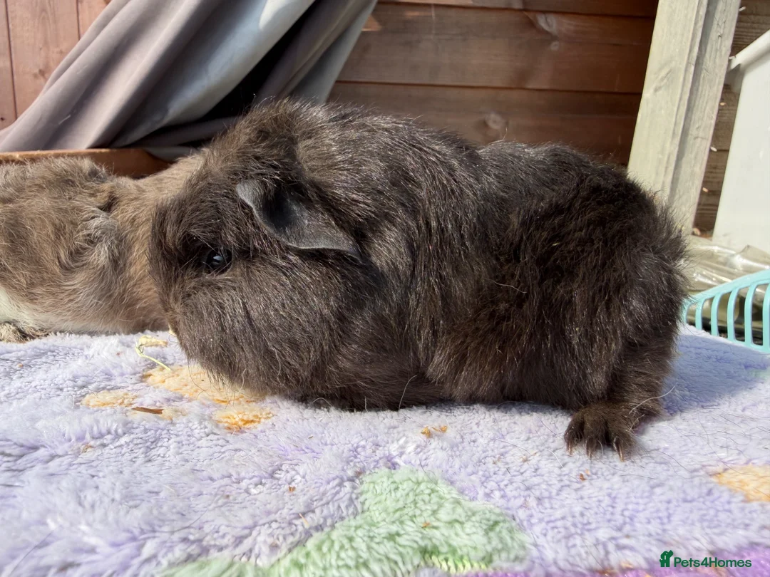 Guinea Pig rodents for sale: Full bred Swiss boar  - Advert 1