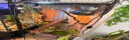 Chameleon reptiles for sale: Male chameleon  - Advert 2