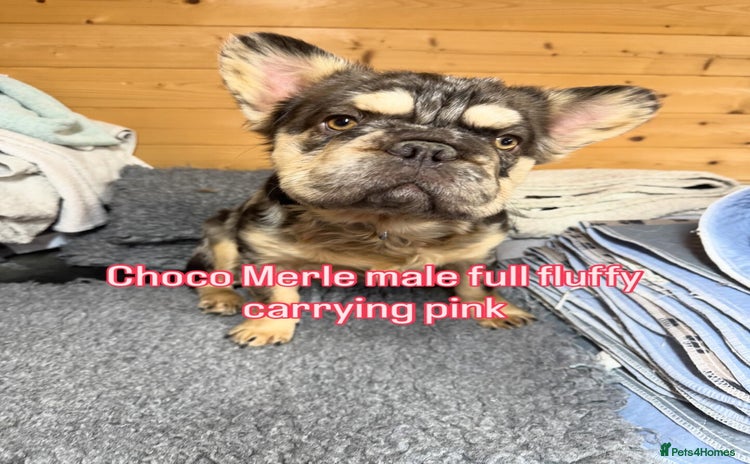 French Bulldog dogs French bulldog full visual fluffy poss pink left - Advert 15