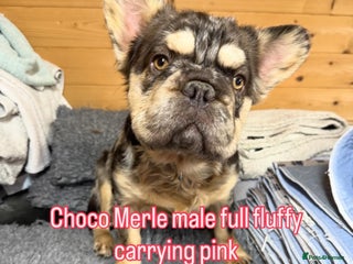 French Bulldog dogs for sale: French bulldog full visual fluffy poss pink left - Advert 2