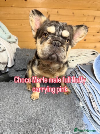 French Bulldog dogs French bulldog full visual fluffy poss pink left - Advert 15