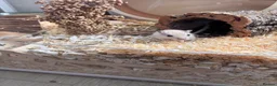 Gerbil rodents for sale: 2 female gerbil babies  - Advert 2