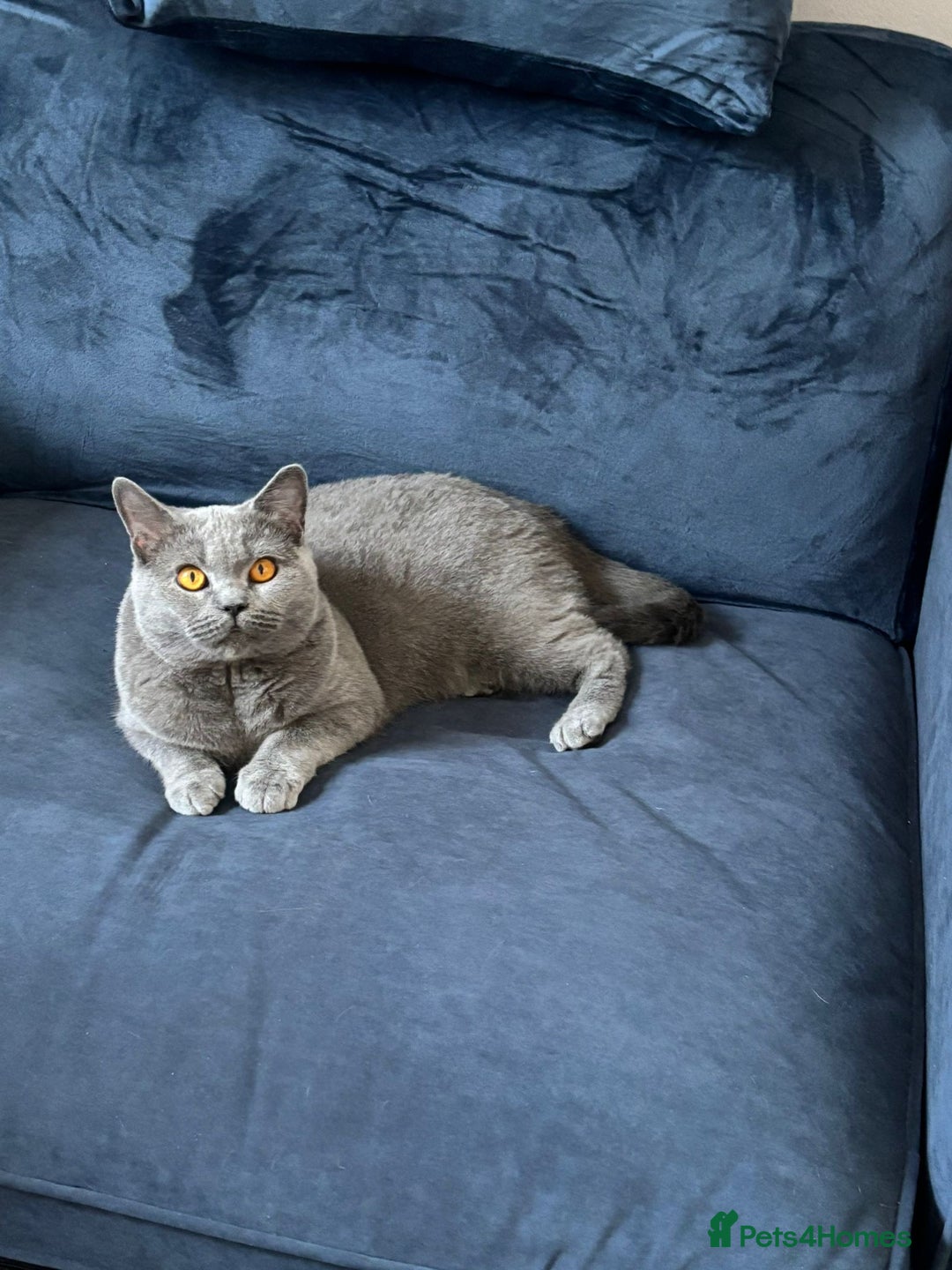 British Shorthair cats for sale: Beautiful adult cats looking for new homes  - Advert 1