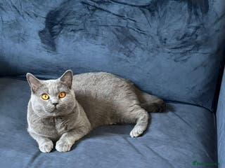 British Shorthair cats Beautiful adult cats looking for new homes - Advert 3