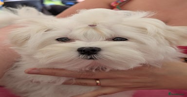 Maltese dogs - Advert 10