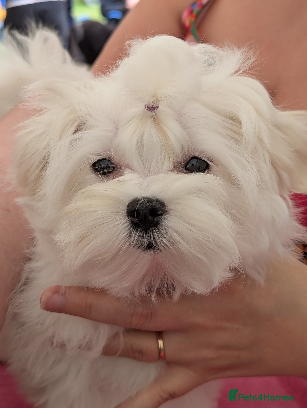 Maltese dogs for sale: Gorgeous KC pedigree Maltese puppy boy - Image 2