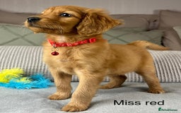 Goldendoodle dogs for sale: Hereditary clear mum. Fully hip elbow and DNA Dad. - Image 26