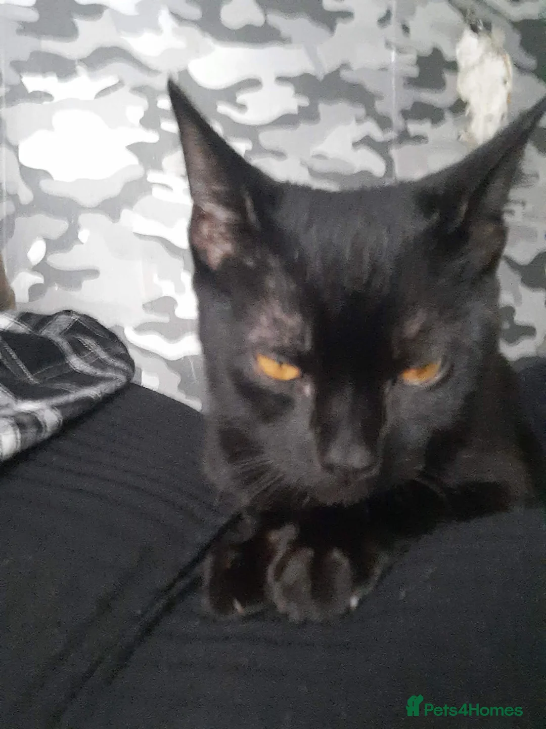 Mixed Breed cats for sale: Male kitten 7 months old - Advert 2