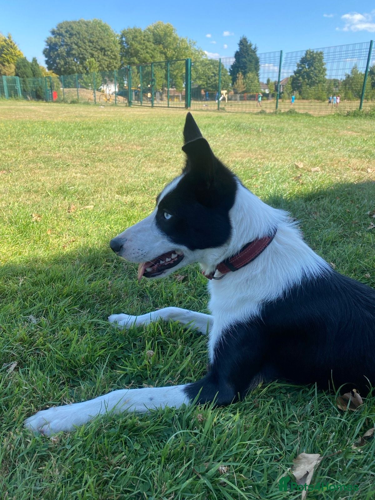 Border Collie dogs Max - Friendly Border Collie, Great with Kids - Advert 2