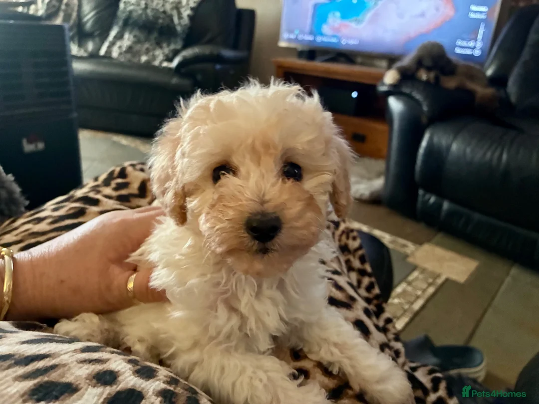 Toy Poodle dogs for sale: Stunning Toy Poodle Puppies - Advert 1
