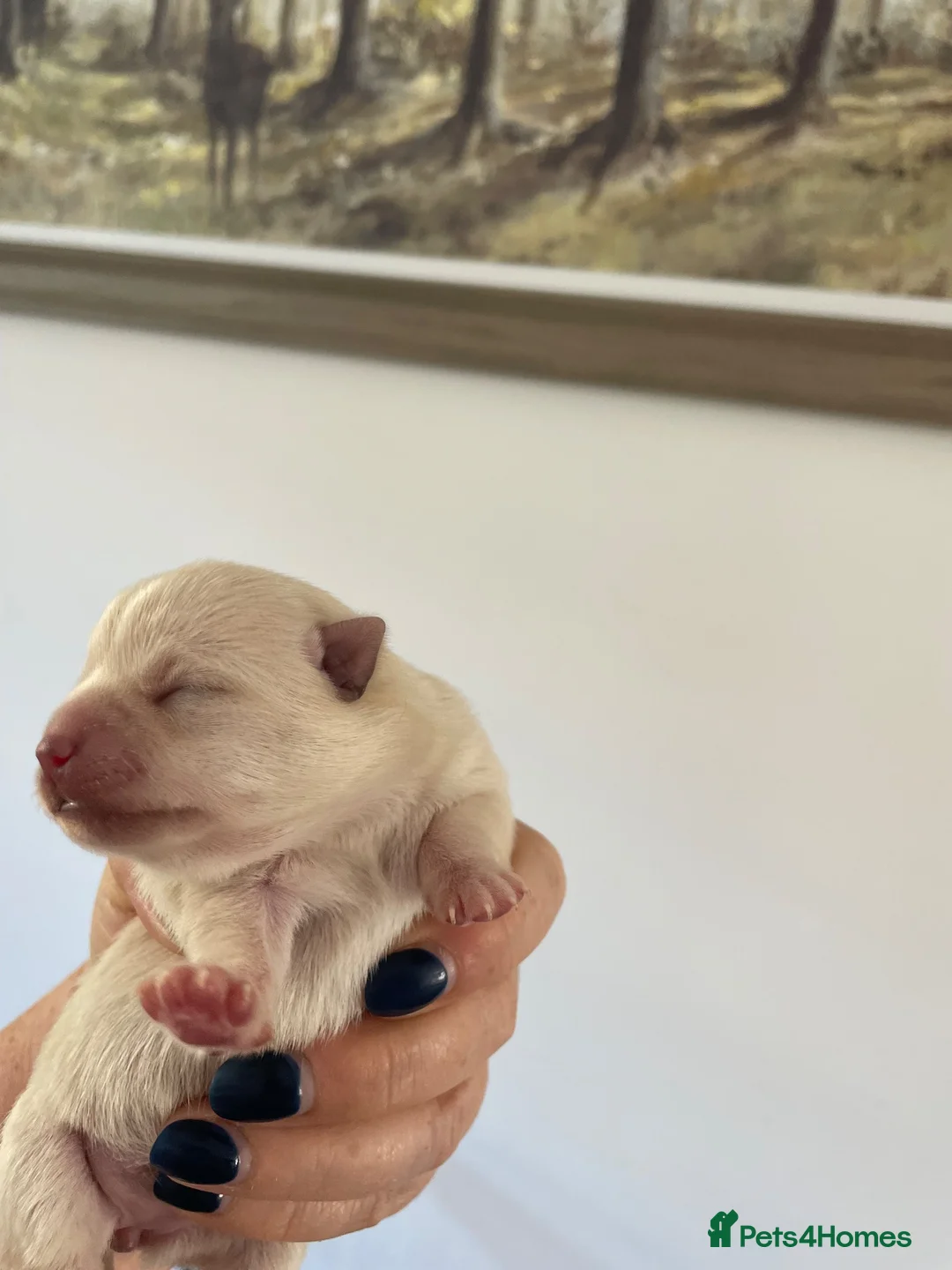 Pomchi dogs for sale: Pomchi puppies in Pontypridd - Advert 11