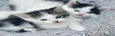 Ragdoll Kitten 3
