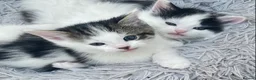 Ragdoll cats for sale: Adorable Ragdoll Cross Kittens - Advert 16