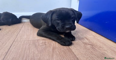 Mixed Breed dogs - Advert 4
