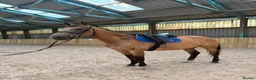 Danish Warmblood horses for sale: STUNNING MARE Danish warm.blood x ish - Advert 2