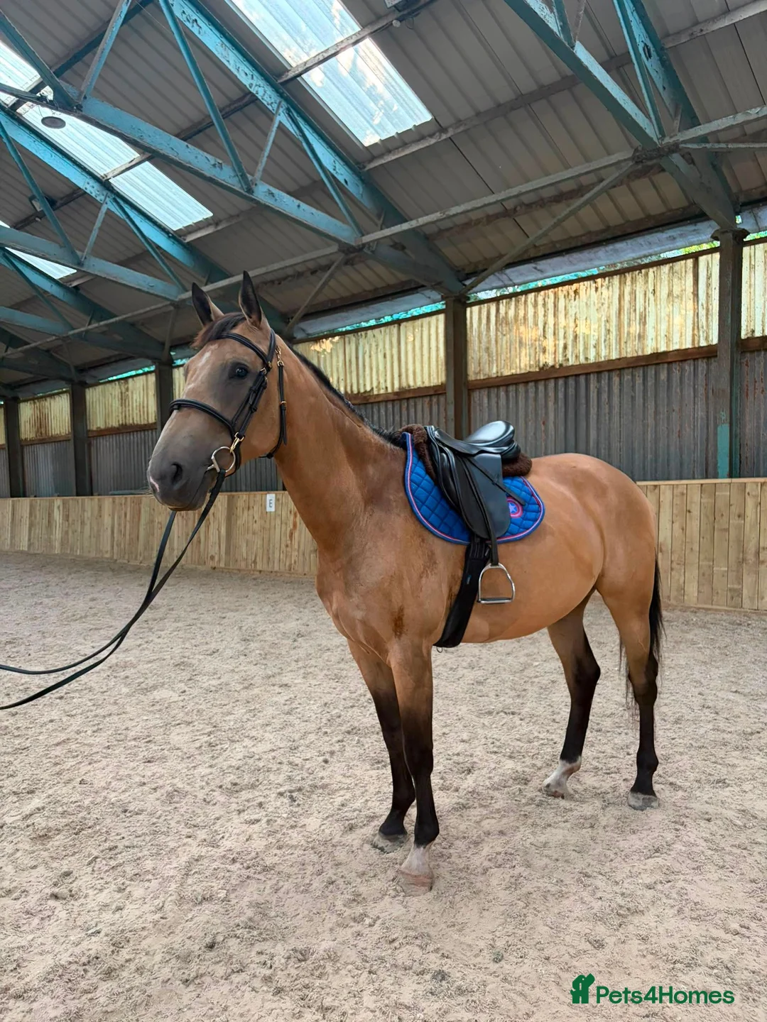 Danish Warmblood horses for sale: STUNNING MARE Danish warm.blood x ish - Advert 2