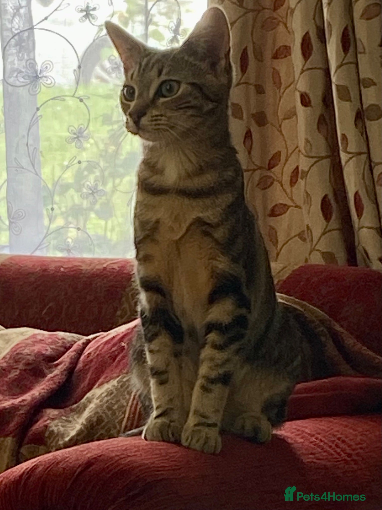 Domestic Shorthair cats Kittens - Advert 10