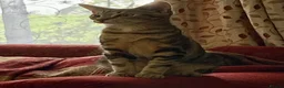 Domestic Shorthair cats for sale: Kittens - Advert 1