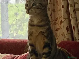 Domestic Shorthair cats Kittens - Advert 1