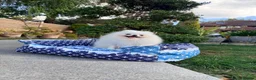 Pomeranian dogs for sale: SUPER TINY WHITE POMERANIAN BOY - Advert 10