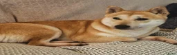 Japanese Shiba Inu dogs for sale: Affectionate Shiba Inu Girl Seeking a Forever Home - Advert 3