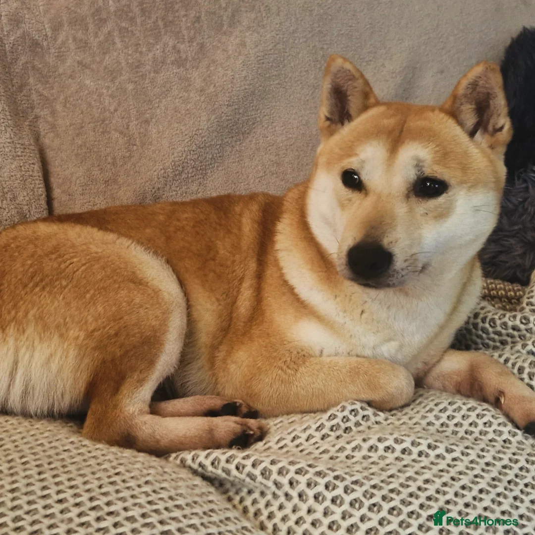 Japanese Shiba Inu dogs for sale: Affectionate Shiba Inu Girl Seeking a Forever Home - Advert 3