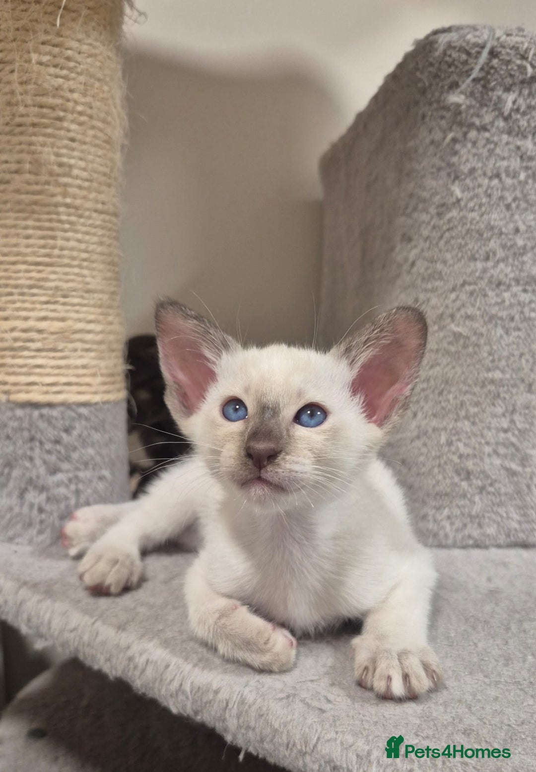 Oriental cats for sale: Oriental and Siamese kittens. - Advert 16
