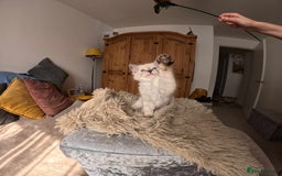 Ragdoll cats for sale: READY TO LEAVE fluffy Lynx and blue point Ragdoll - Image 12