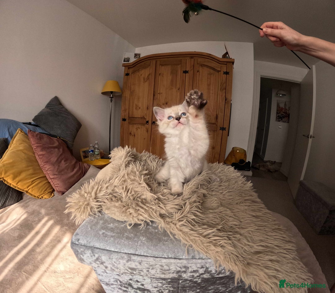 Ragdoll cats for sale: READY TO LEAVE fluffy Lynx and blue point Ragdoll - Image 12