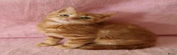 Mixed Breed cats for sale: Cute kittens  - Advert 4