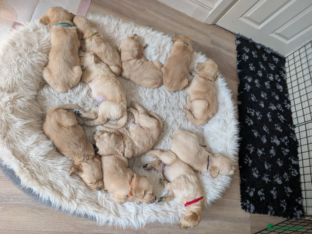 Golden Retriever dogs for sale: Golden Retriever puppies  - Advert 2