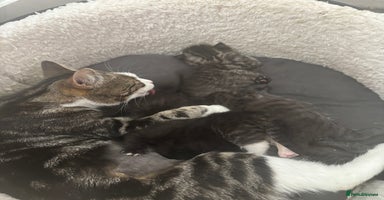 Mixed Breed cats - Advert 4