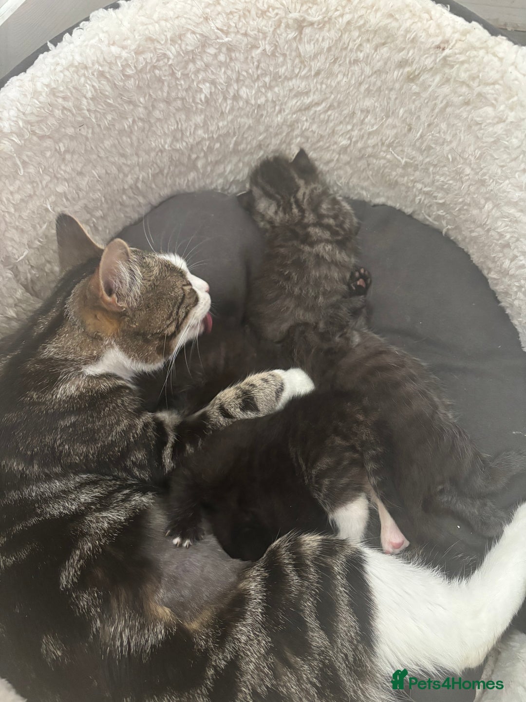 Mixed Breed cats for sale: Beautiful kittens  - Image 2