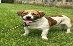 Basset Hound dogs for adoption: Diego - Badersfield Norfolk  - Image 10