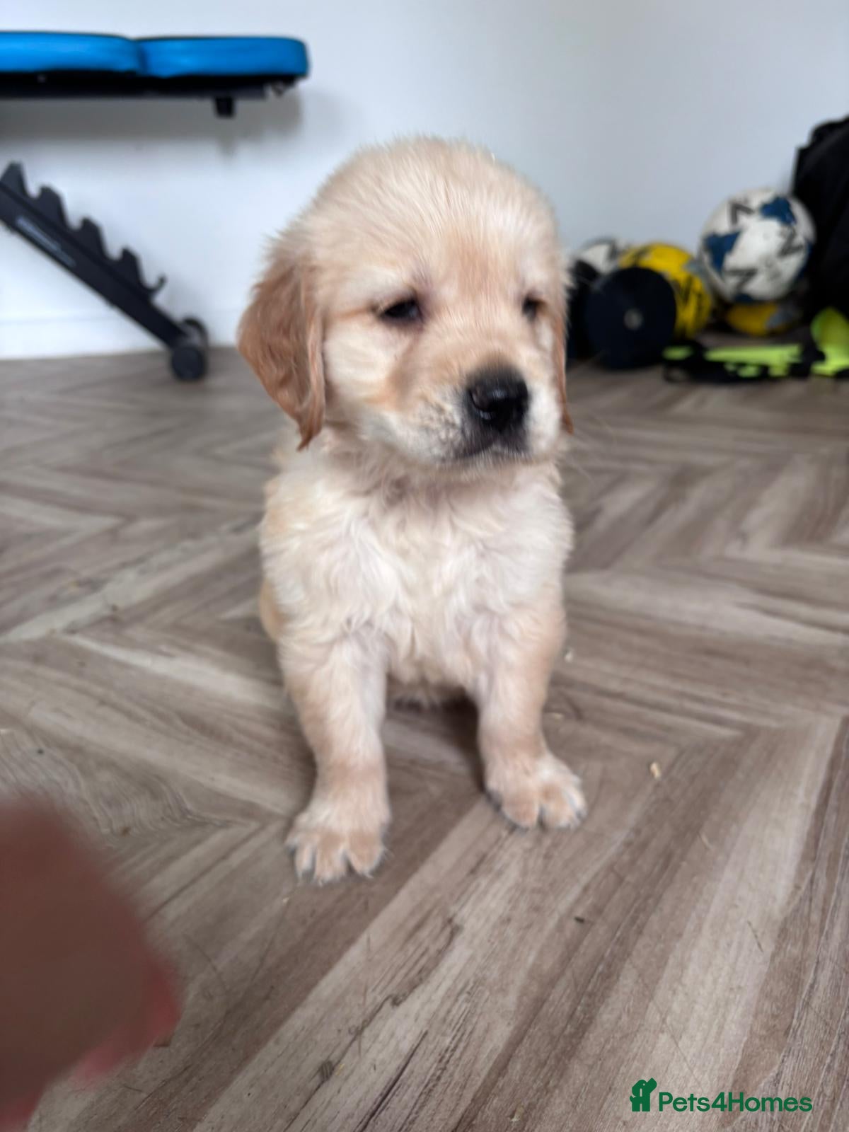 Golden Retriever dogs KC REGISTERED ®️ 5 STAR ⭐️ GOLDEN PUPPIES 🐶  - Advert 2