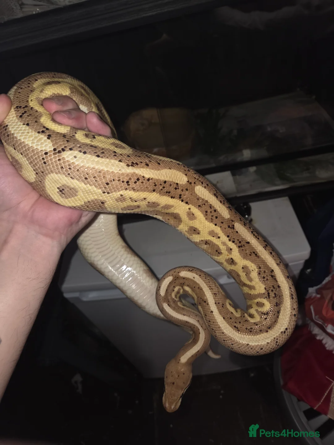 Python Snake reptiles for sale: 3 female royal pythons All 3 for 160 today only! - Advert 10