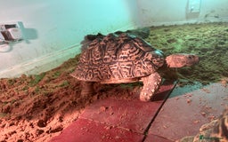 Tortoise reptiles for sale: RESERVED Breeding pair of leopard tortoises  - Image 5