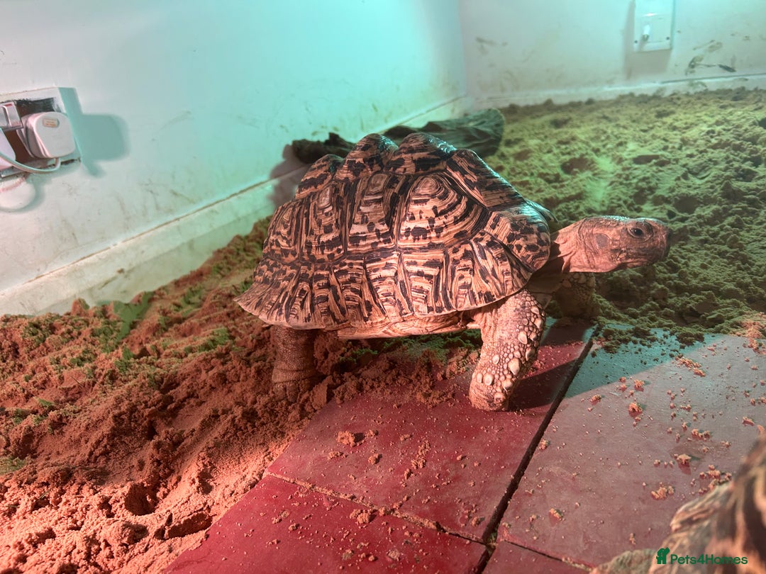 Tortoise reptiles for sale: RESERVED Breeding pair of leopard tortoises  - Image 5