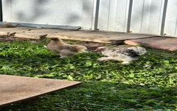Ducks poultry for sale: Indian runner ducklings/pikin bantam's - Image 5