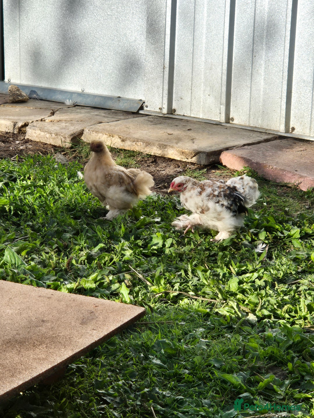Ducks poultry for sale: Indian runner ducklings/pikin bantam's - Image 5