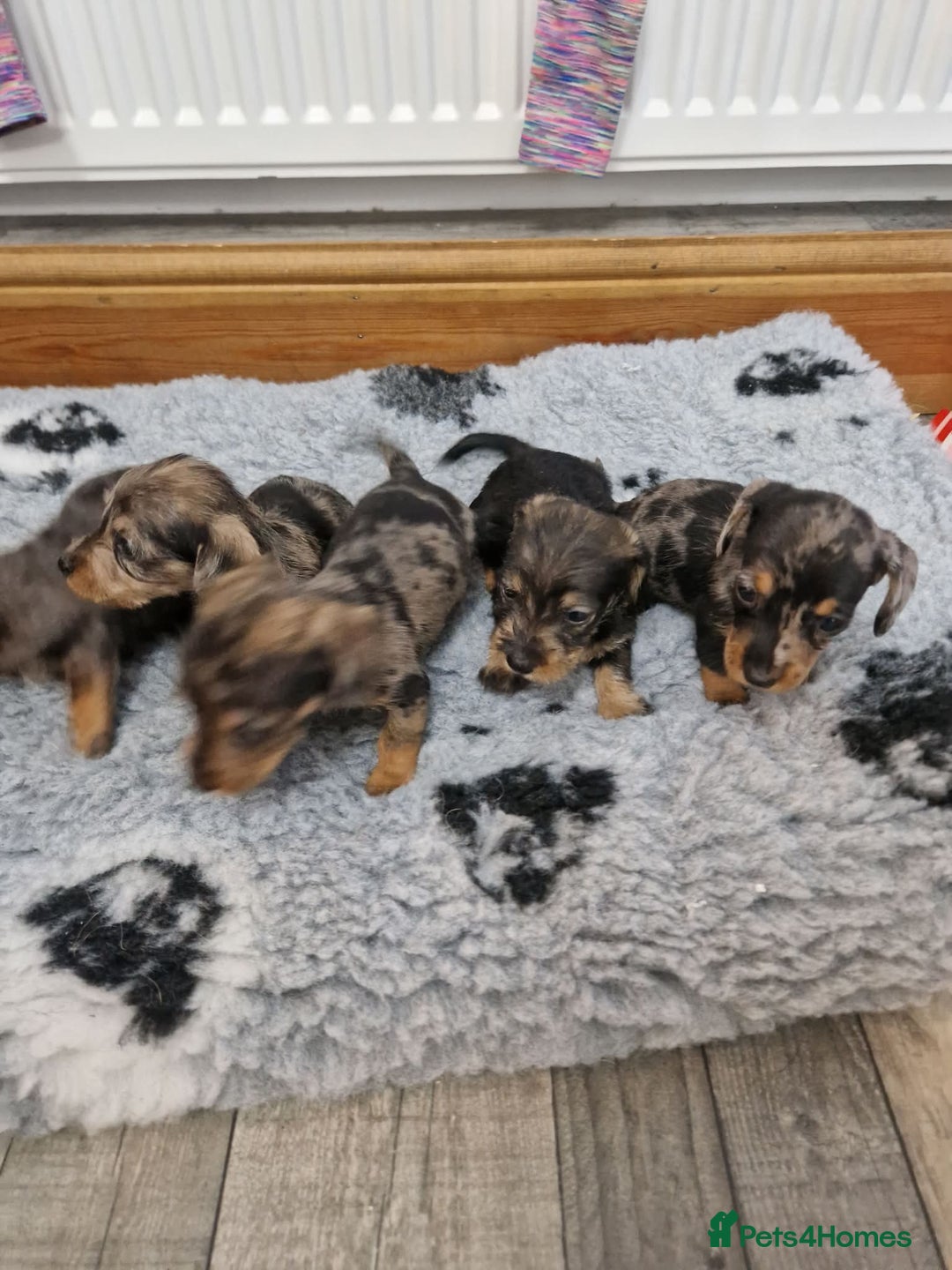 Dachshund dogs for sale: Wirehaired daschund chocolate dappled  - Advert 13