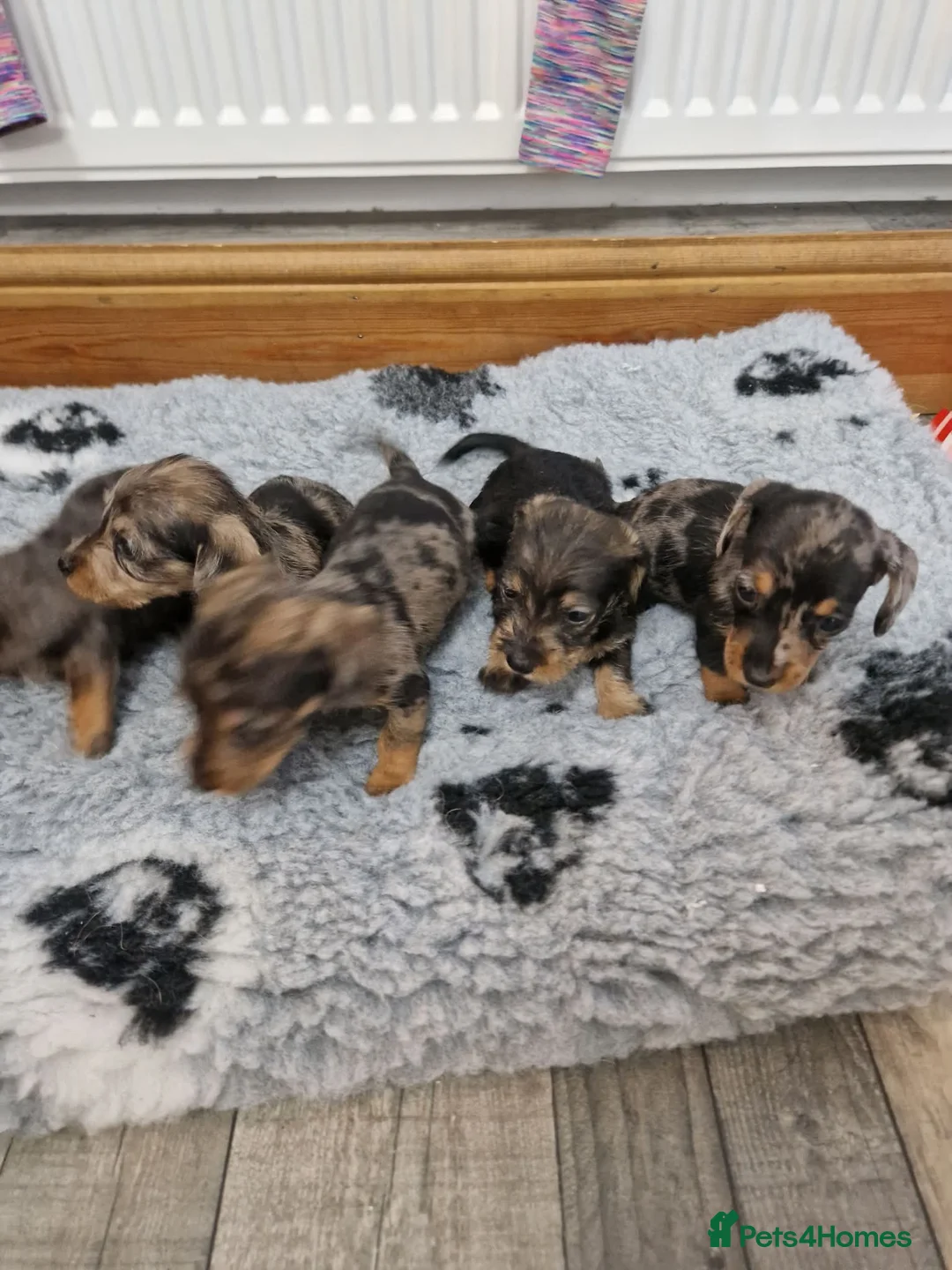 Dachshund dogs for sale: SOLD!Wirehaired daschund chocolate dappled  - Advert 13