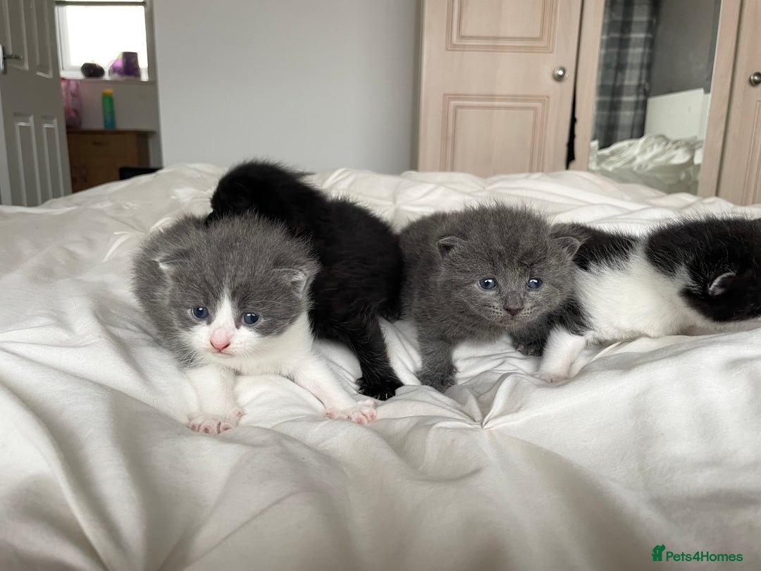 Mixed Breed cats for sale: 2 Adorable Kittens For Sale - Image 4