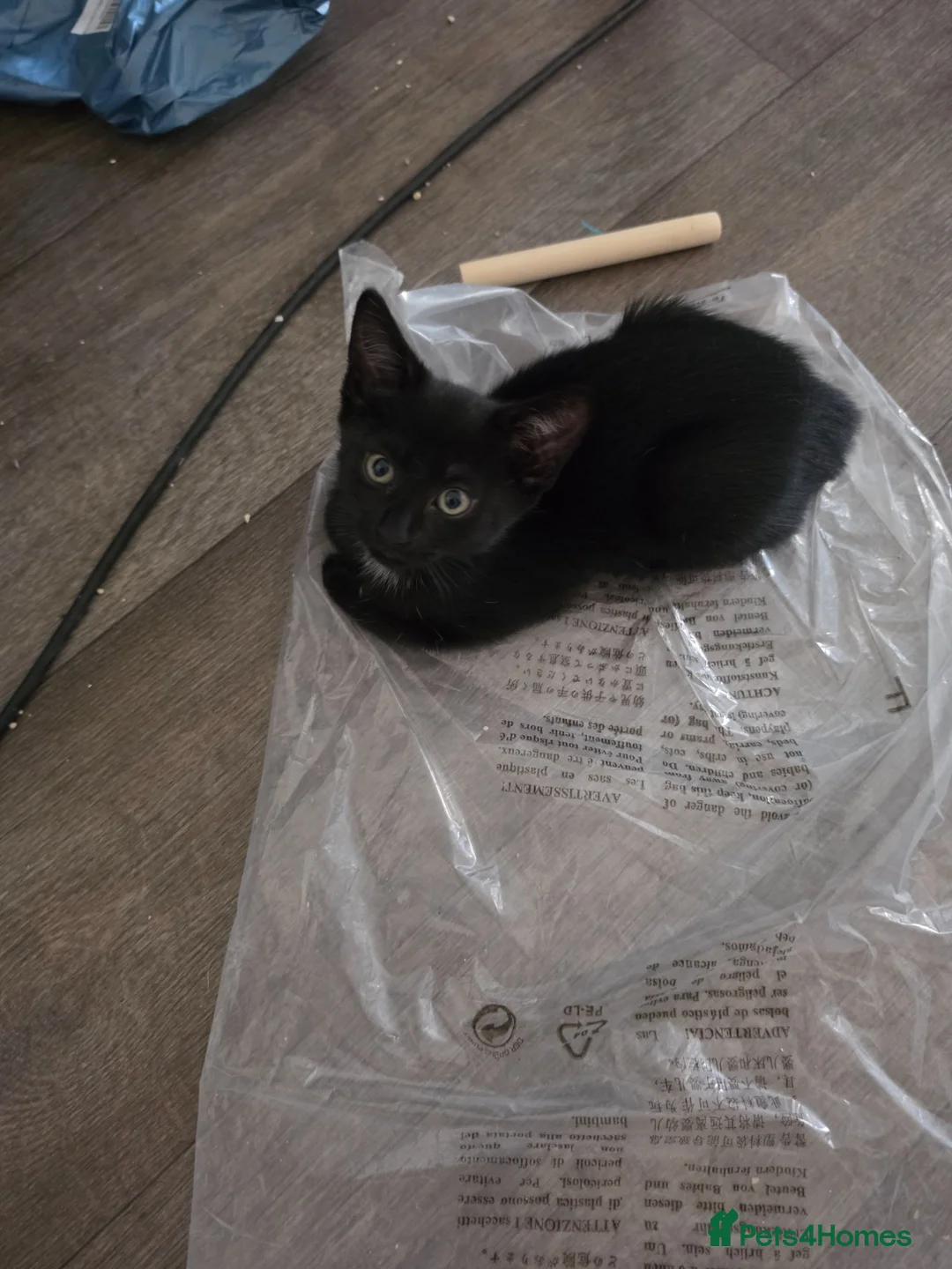 British Shorthair cats for sale: Last little girl looking for her forever home - Advert 2