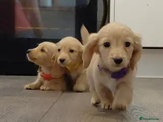 Miniature Dachshund dogs 💜❤️💛 KC Reg. Longhaired Full Cream Mini's 💛❤️💜 - Advert 5