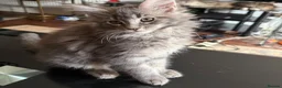 Maine Coon cats for sale: Ready to go on 13/8 XL Maine coons  - Advert 8