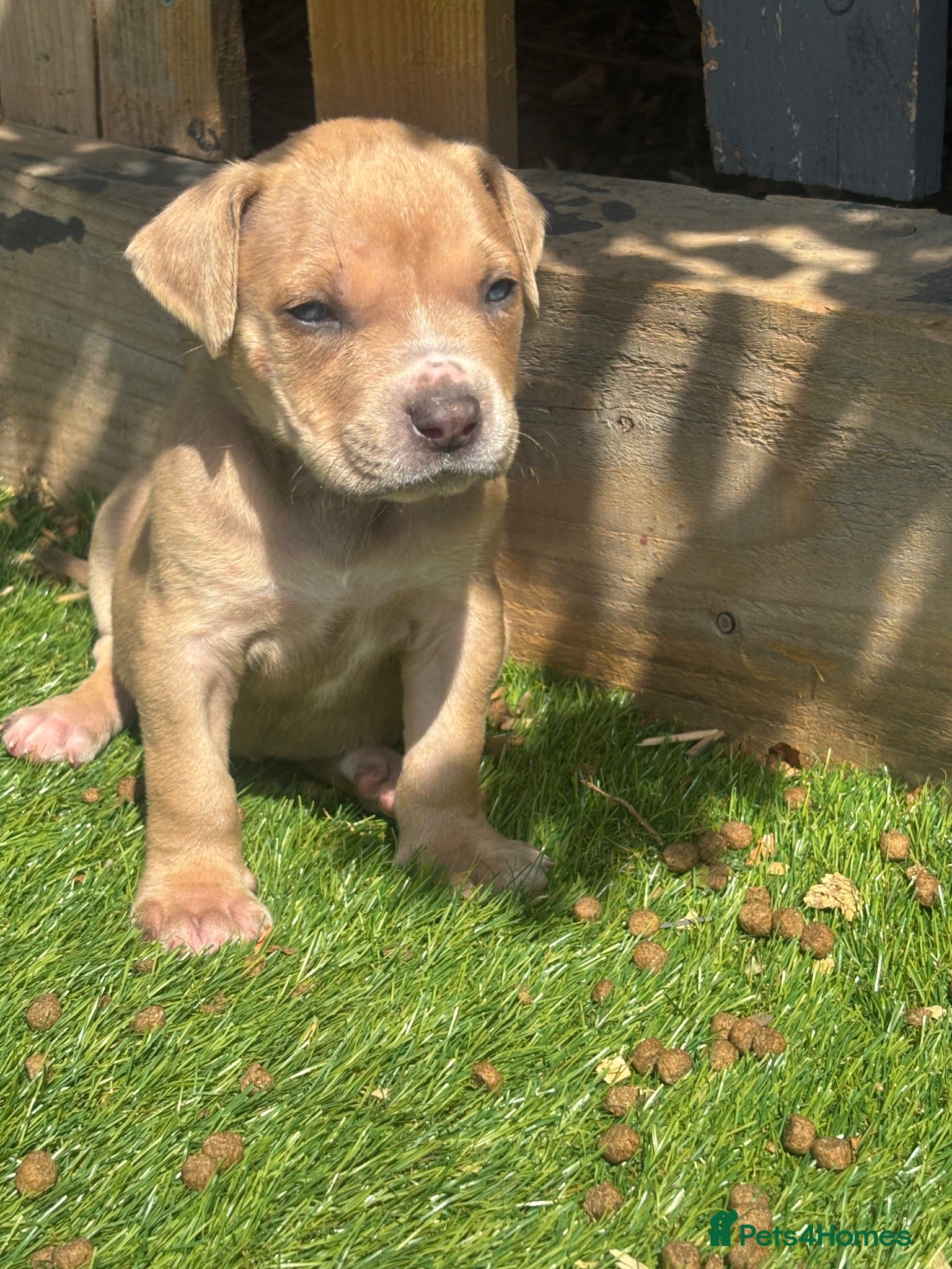 American Bully dogs Beautiful American bully’s 🐶  - Advert 1