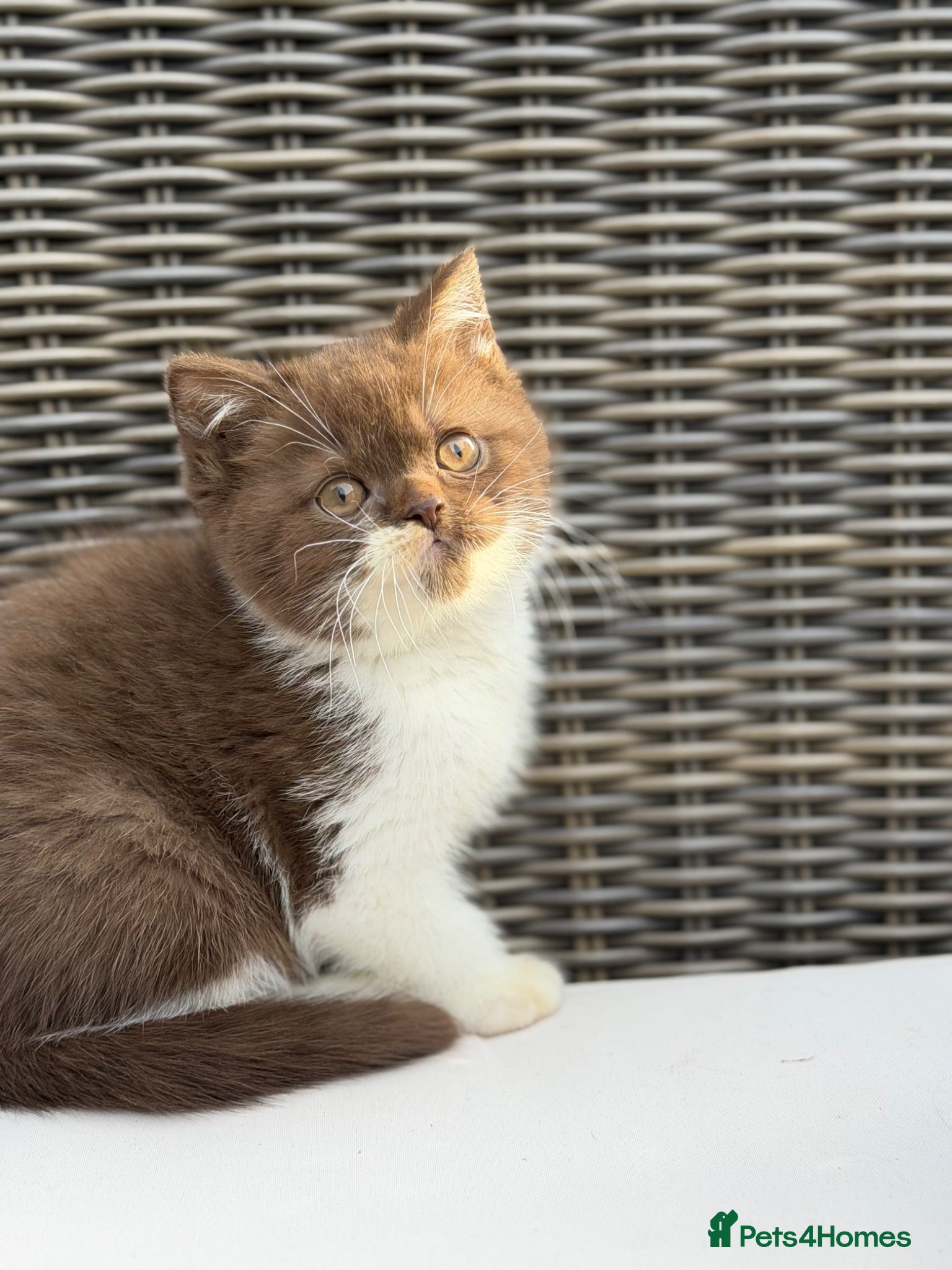 British Shorthair cats Full Pedigree Registered Breeder BSH Kittens  - Advert 7
