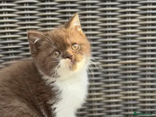 British Shorthair cats READY NOW or soon - Full Pedigree Registered BSH - Advert 5